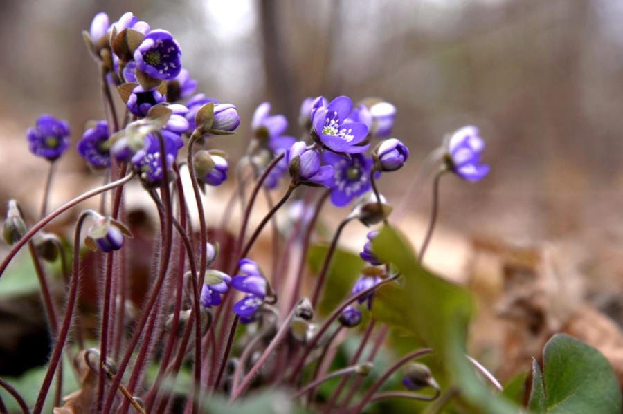 Aprīļa vidus Latvijā bijis piecus grādus siltāks par normu