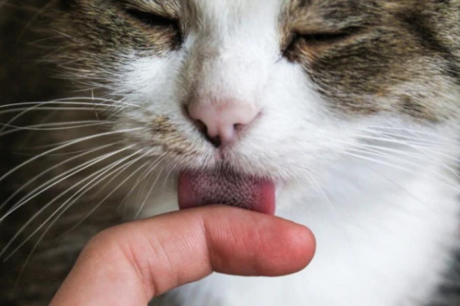 Kāpēc kaķi laiza sevi un savus saimniekus?