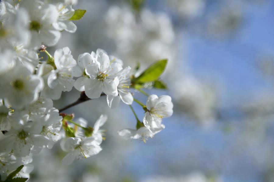 Maija pirmajā dienā gaidāms pārsvarā saulains laiks