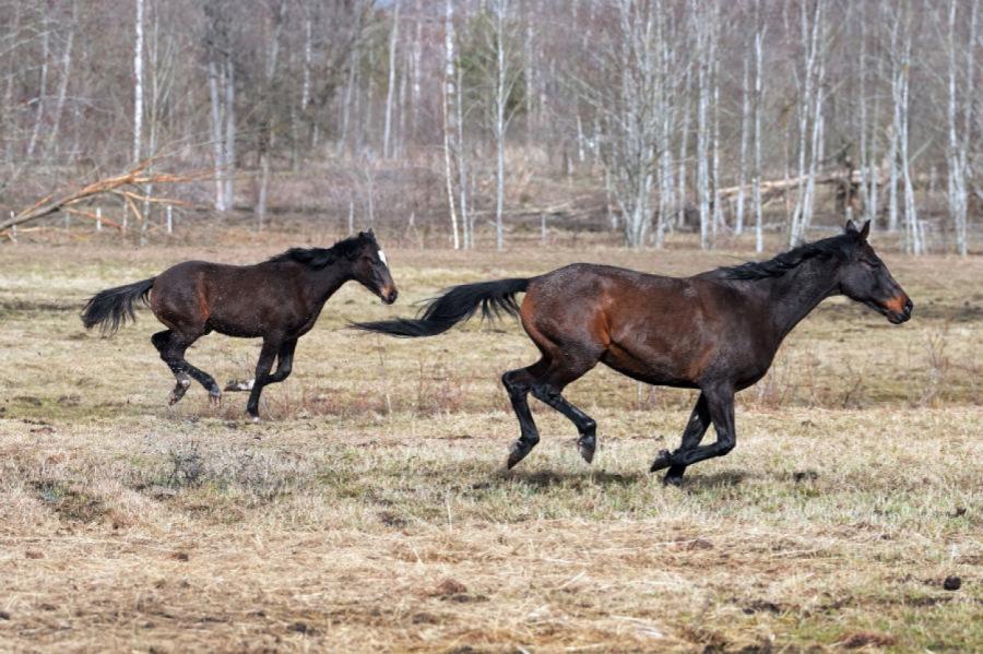 Policija sākusi kriminālprocesu par iespējamu vardarbību pret zirgiem