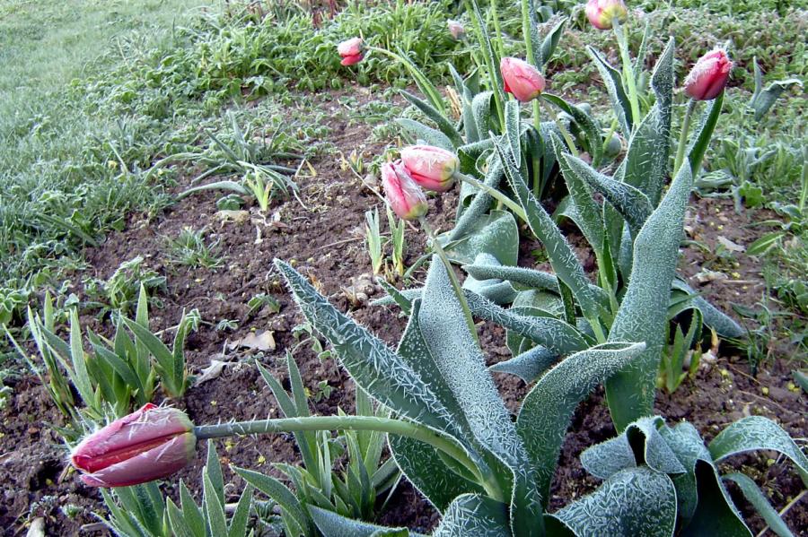 Naktī valsts lielākajā daļā gaisa temperatūra noslīdēs zem nulles