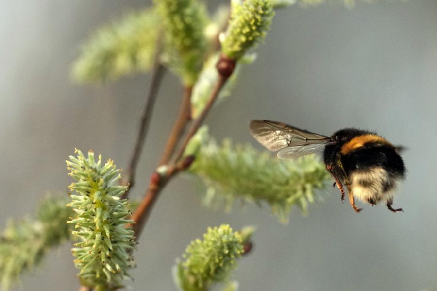 Gaisa temperatūra pēcpusdienā pakāpsies līdz +13 grādiem