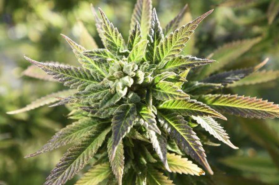 Koalīcijā nav vienprātības par medicīniskās marihuānas legalizāciju