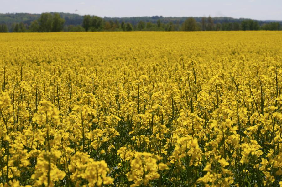 Otrdien mākoņi daļēji klās debesis un gaiss iesils līdz +18 grādiem