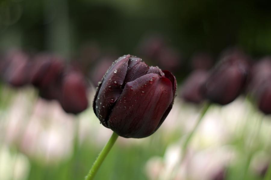 Svētdien atgriezīsies ilgstošs lietus