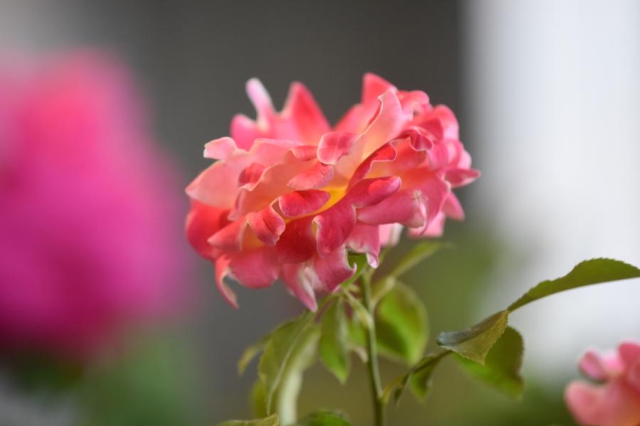 Nākamnedēļ Dabas muzejā norisināsies rožu izstāde