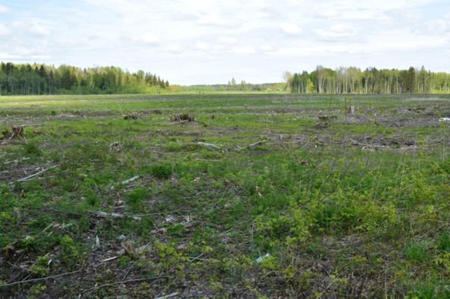 Mākslīgais intelekts no nākamā gada pārrēķinās Latvijas mežus (+VIDEO)