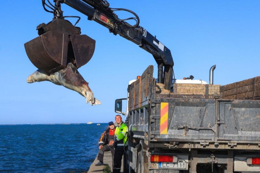 Šoks: lūk, kā Liepājā tiek savākti pūstoši roņu līķi (+VIDEO)