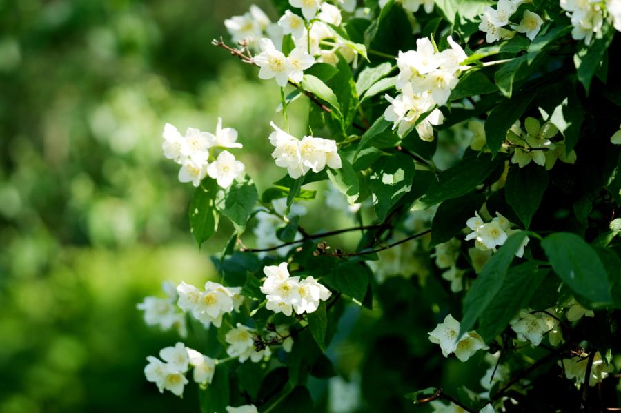 Brīvdienas būs saulainas, nākamnedēļ brīžiem līs