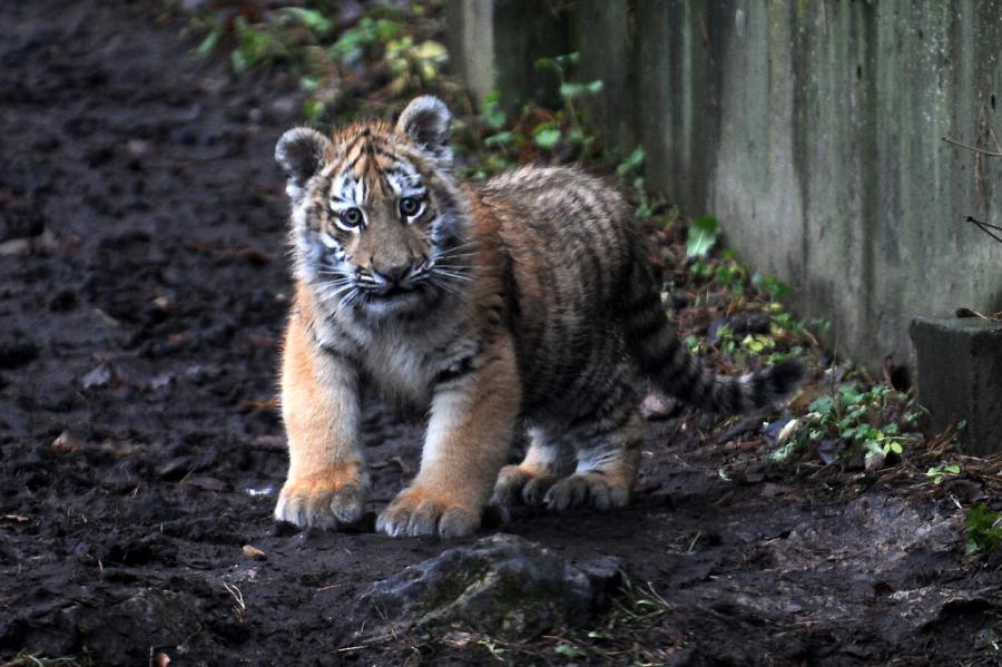 Rīga zoodārzs aicina balsot par tīģerēnu vārdiem