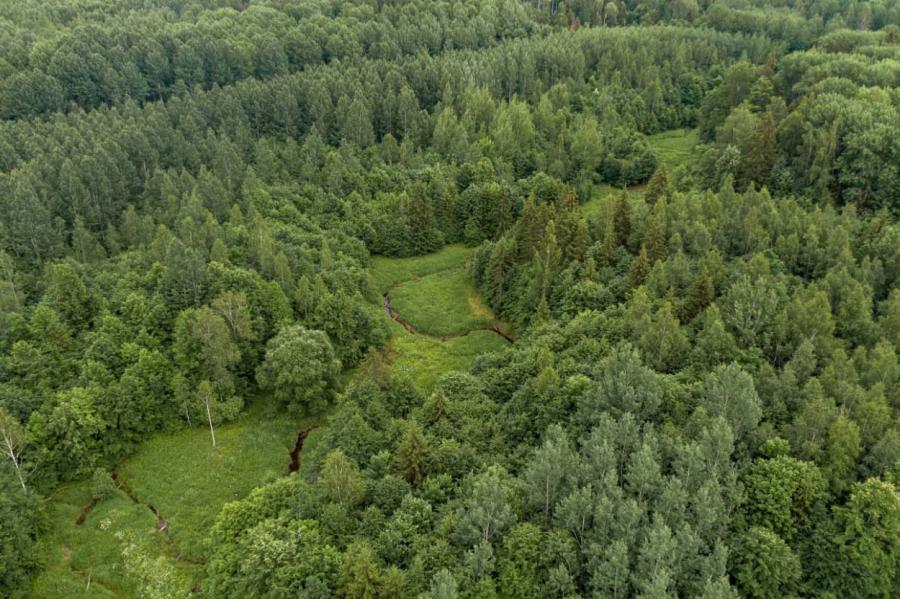 Ėksperts: skaidri iezīmējas kopējs meža tirgus aktivitātes kritums (+VIDEO)