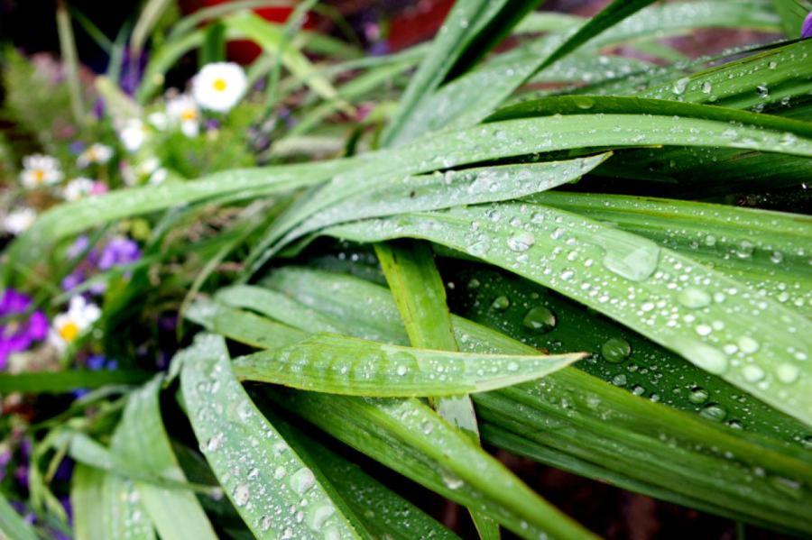 Jāņu diena Latvijā gaidāma apmākusies un vējaina