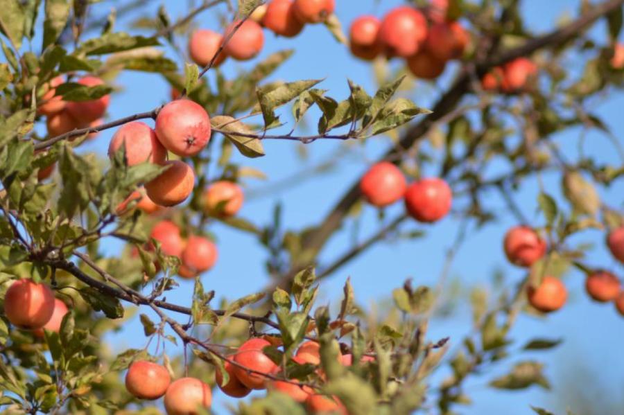 Tukuma reģionā krusas ietekmē būtiski cietuši vēl augošie āboli