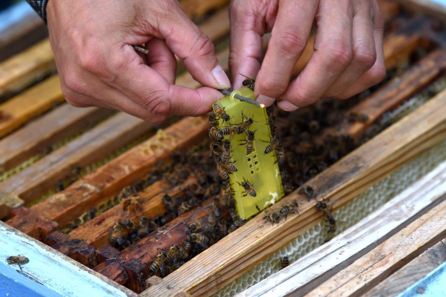 Šogad maijā un jūnijā saražots mazāk medus nekā vidēji citus gadus