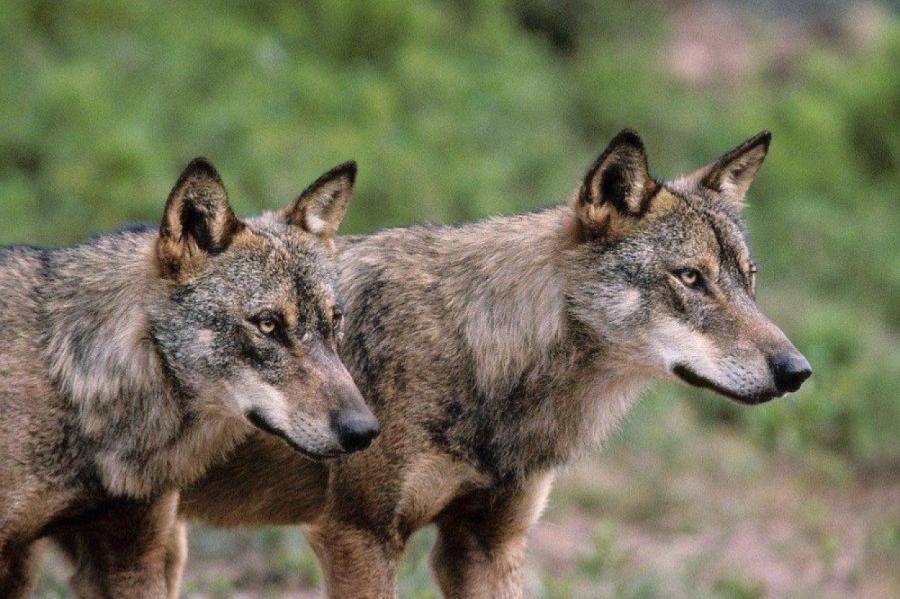 Sākas vilku medību sezona, atļauts nomedīt 370 vilkus