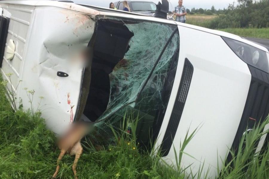 Eksperto: auto sadursme ar stirnu var būt ļoti bīstama