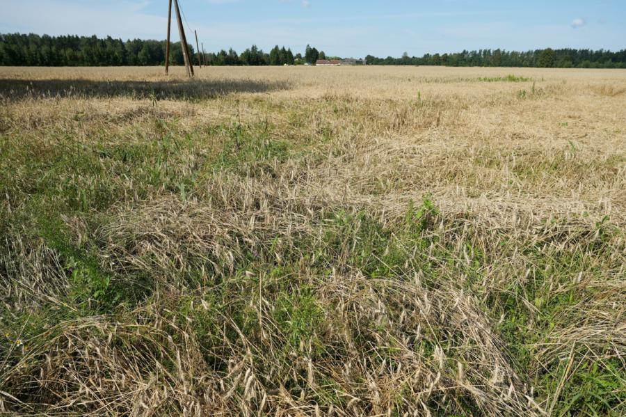 Plūdu un lietavu dēļ ZM aicina izsludināt ārkārtējo situāciju lauksaimniecībā