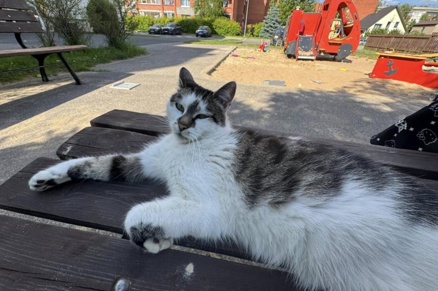 Dārzciema mīļotāji aicina 9 km pastaigā (+VIDEO)