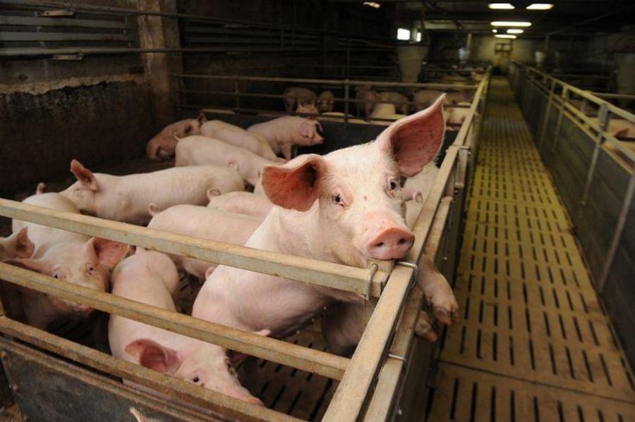 ĀCM konstatēts Ogres novadā «Baltic Pork» cūku novietnē ar 23 000 cūku