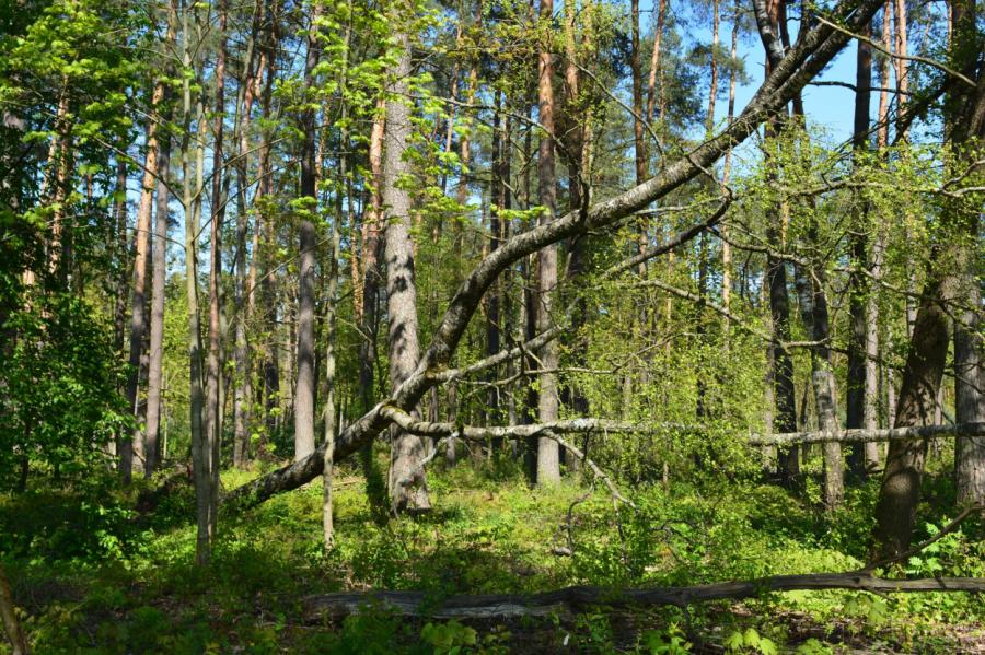 Meža kooperatīvi palīdzēs saglabāt zaļo bagātību Latvijai (+VIDEO)
