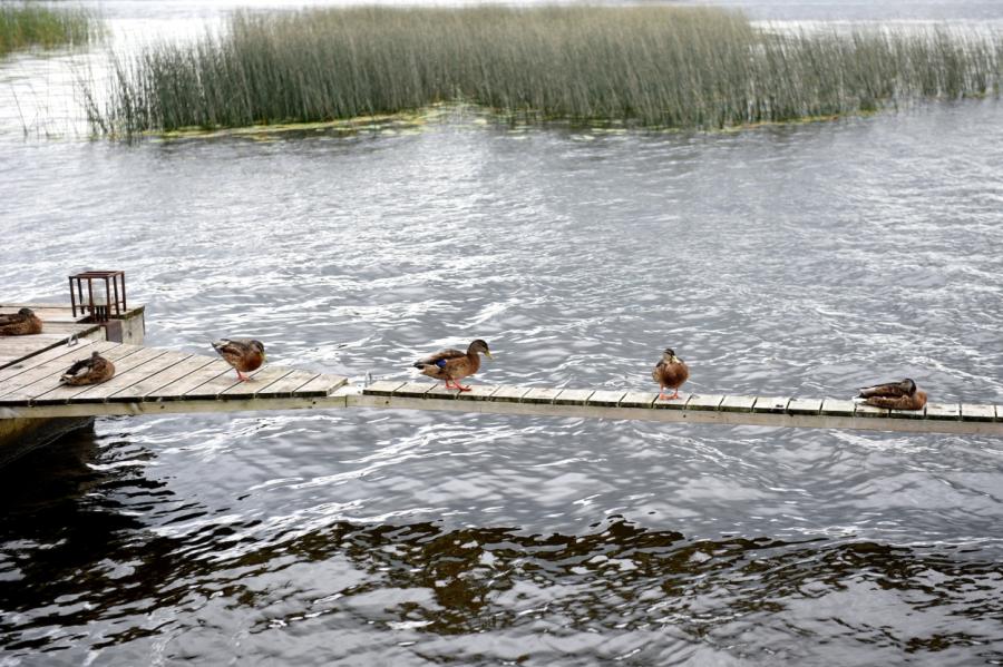 Piektdien uzspīdēs saule un pūtīs brāzmains vējš